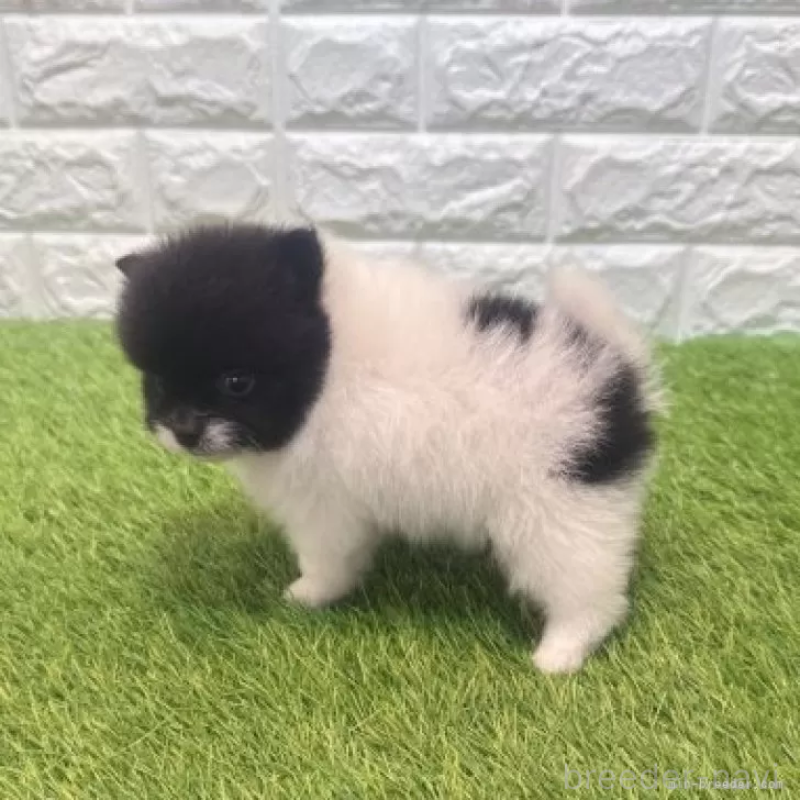 販売中の愛知県のポメラニアン-455813の6枚目