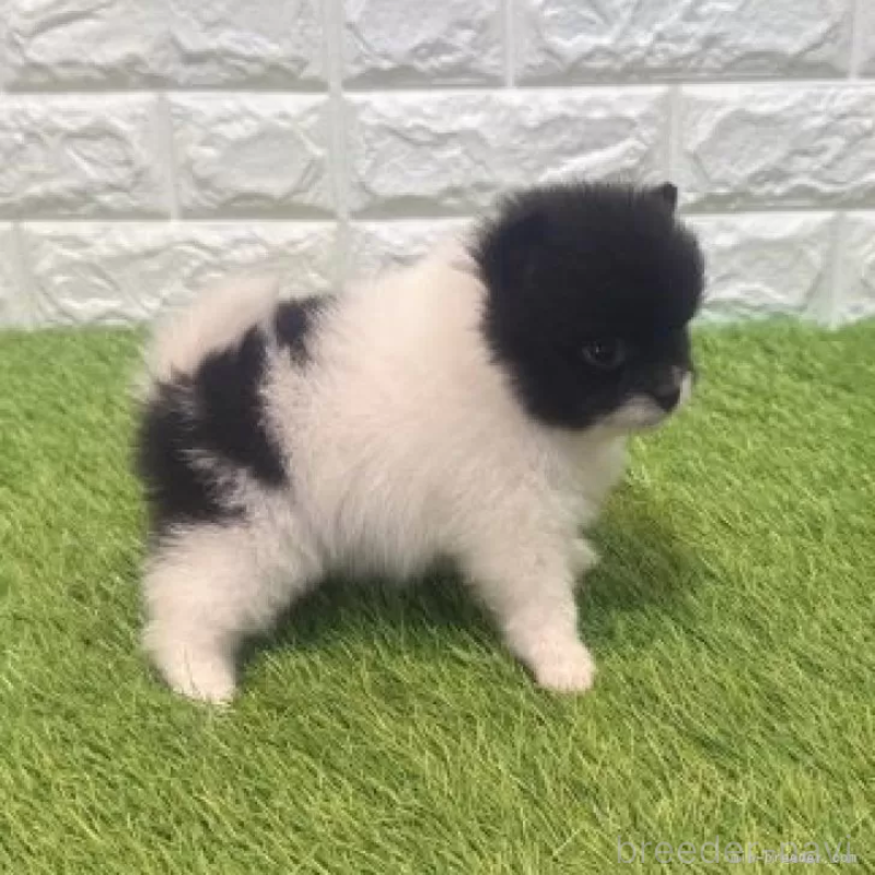 販売中の愛知県のポメラニアン-455813の5枚目