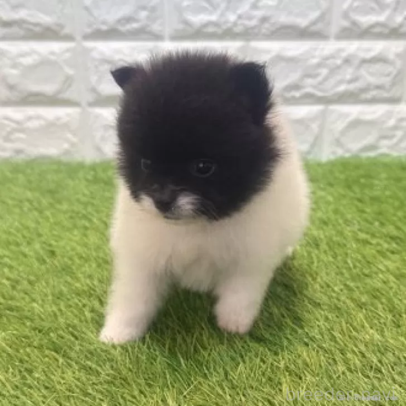 販売中の愛知県のポメラニアン-455813の4枚目