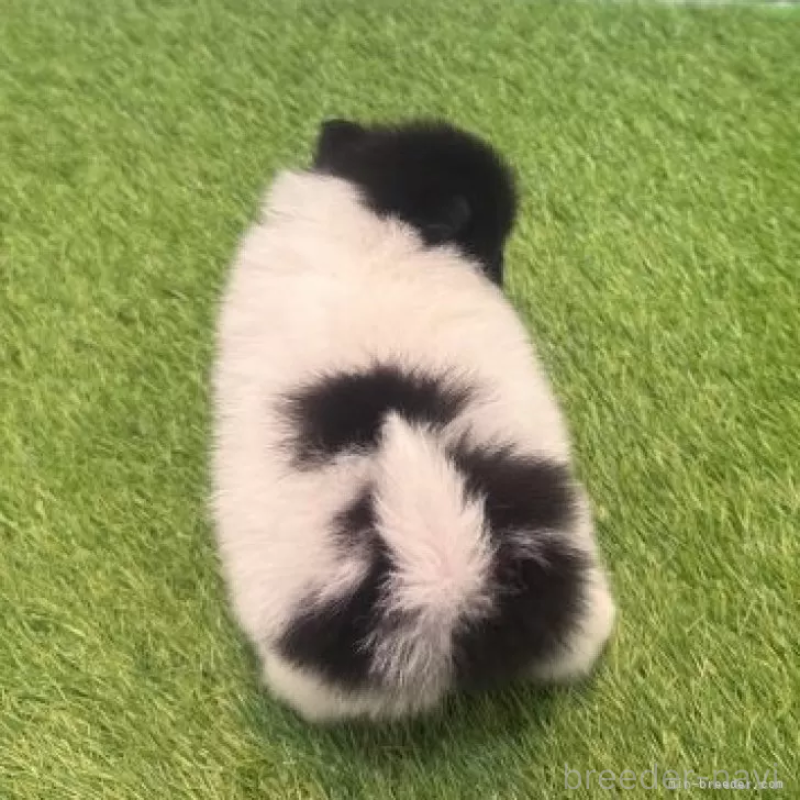 販売中の愛知県のポメラニアン-455813の3枚目