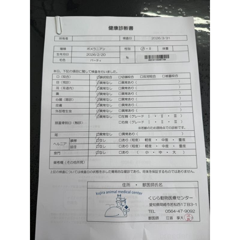 販売中の愛知県のポメラニアン-455813の2枚目