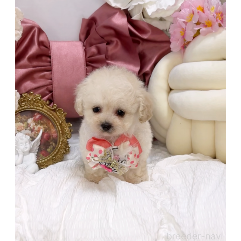 販売中の大阪府のティーカッププードル-450232の3枚目