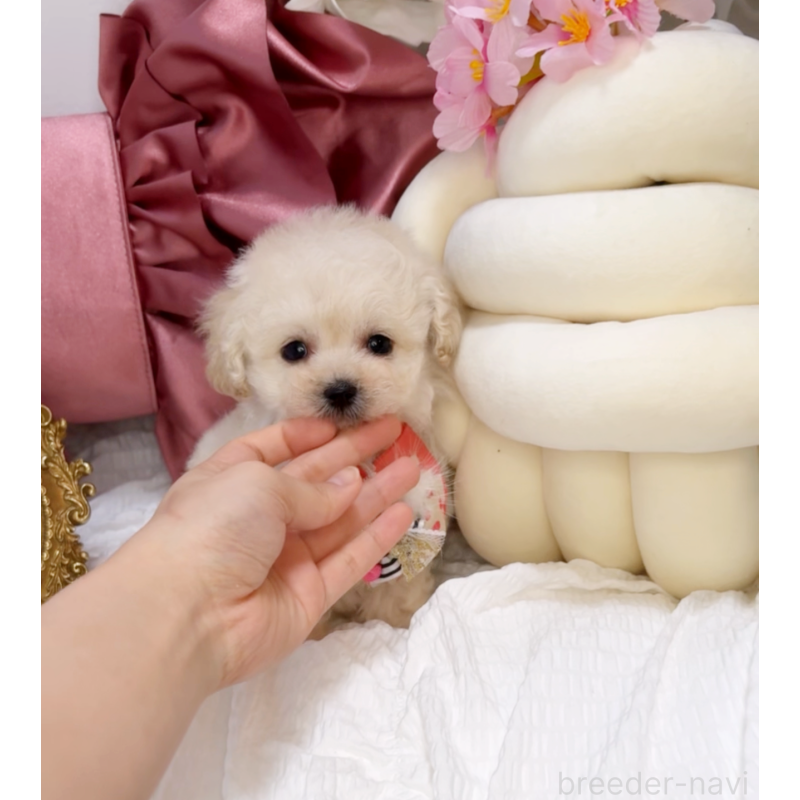 販売中の大阪府のティーカッププードル-450232の2枚目