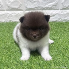 ♀︎ポメラニアン