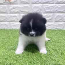 ♀︎ポメラニアン