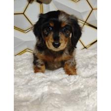 オンライン見学