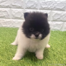♀︎ポメラニアン