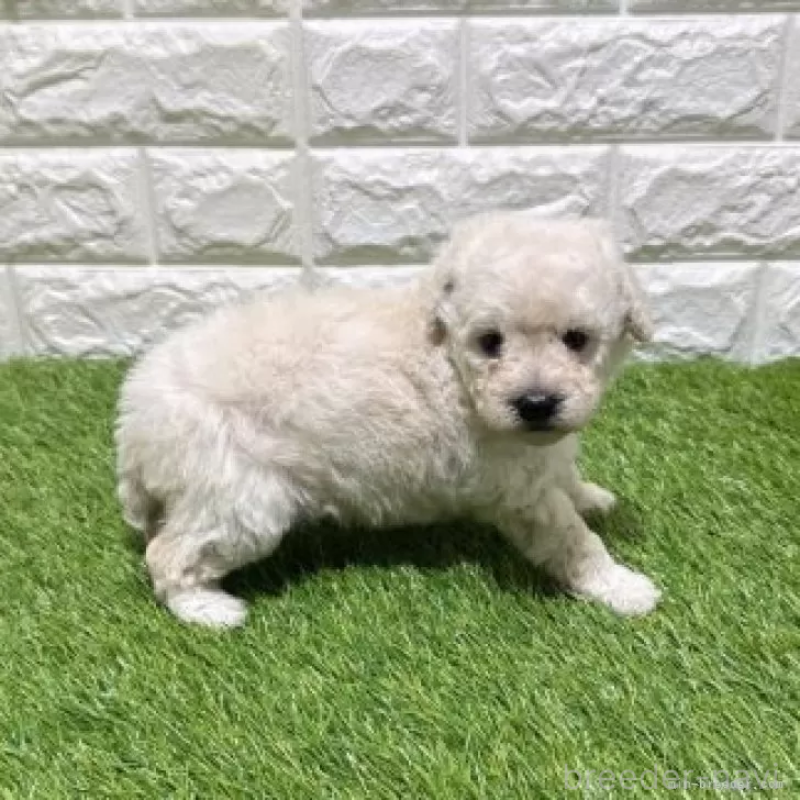 販売中の愛知県のトイプードル-455816の5枚目