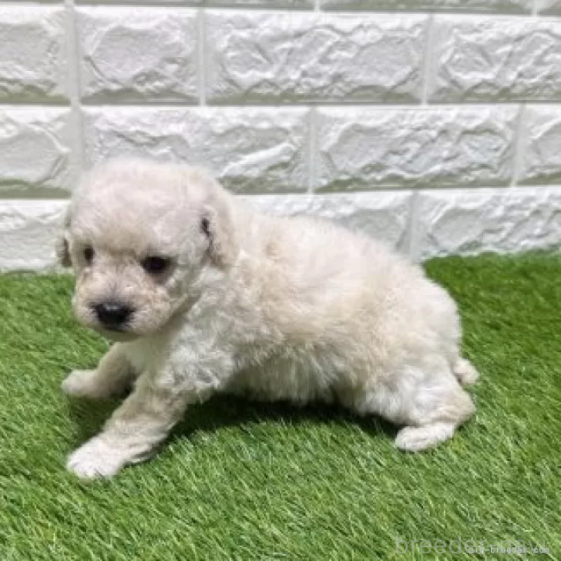 販売中の愛知県のトイプードル-455816の4枚目