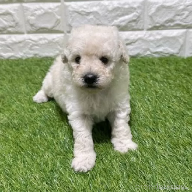 販売中の愛知県のトイプードル-455816の3枚目