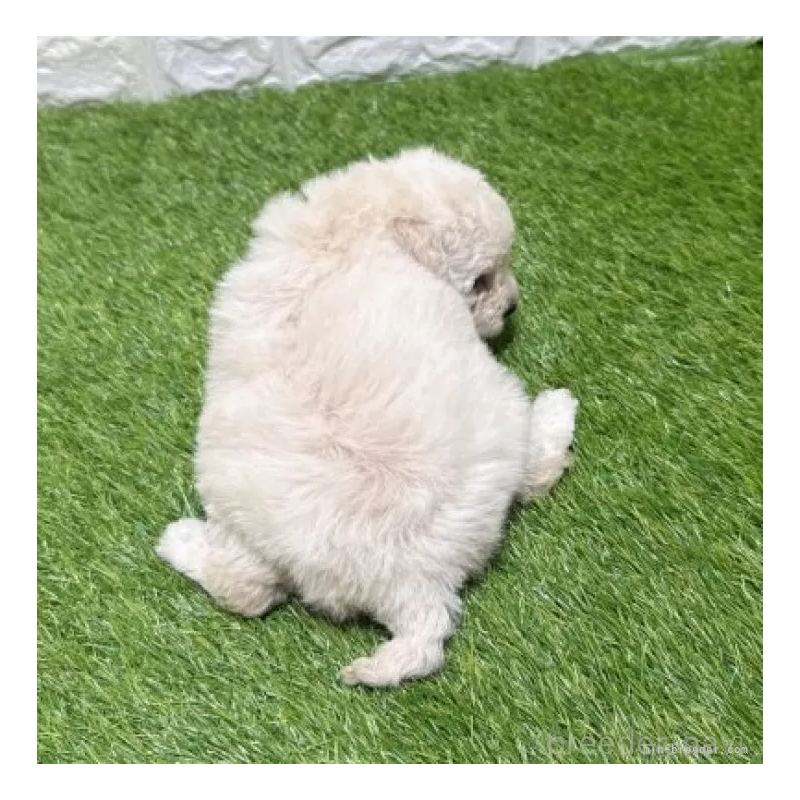 販売中の愛知県のトイプードル-455816の2枚目