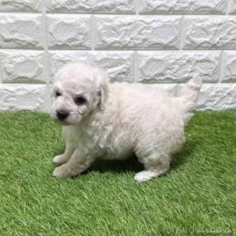 販売中の愛知県のトイプードル-455817の5枚目