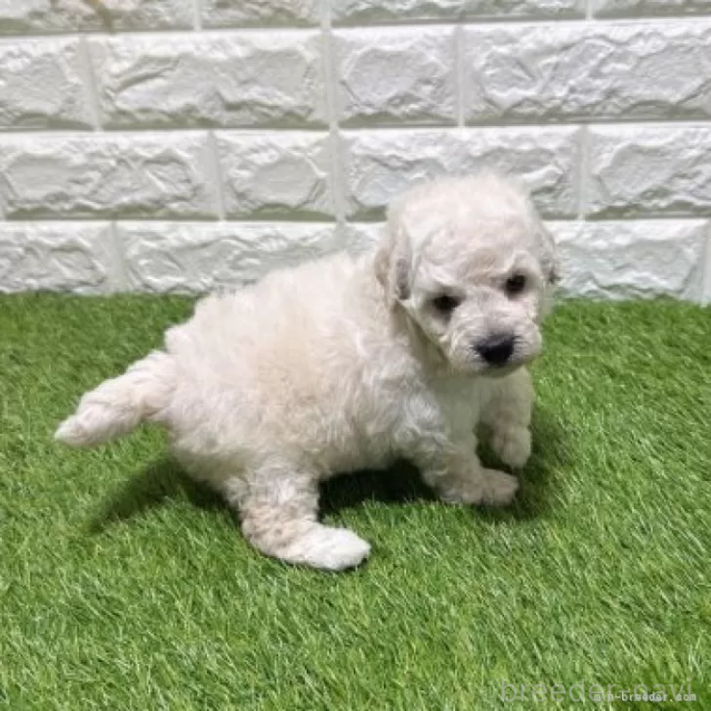 販売中の愛知県のトイプードル-455817の4枚目