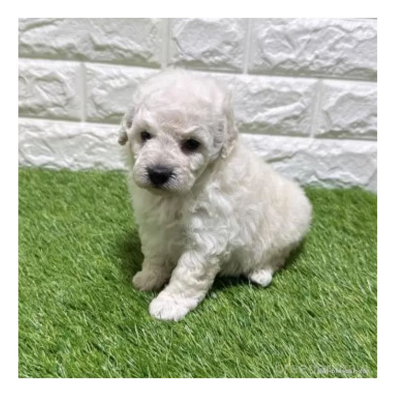 販売中の愛知県のトイプードル-455817の3枚目