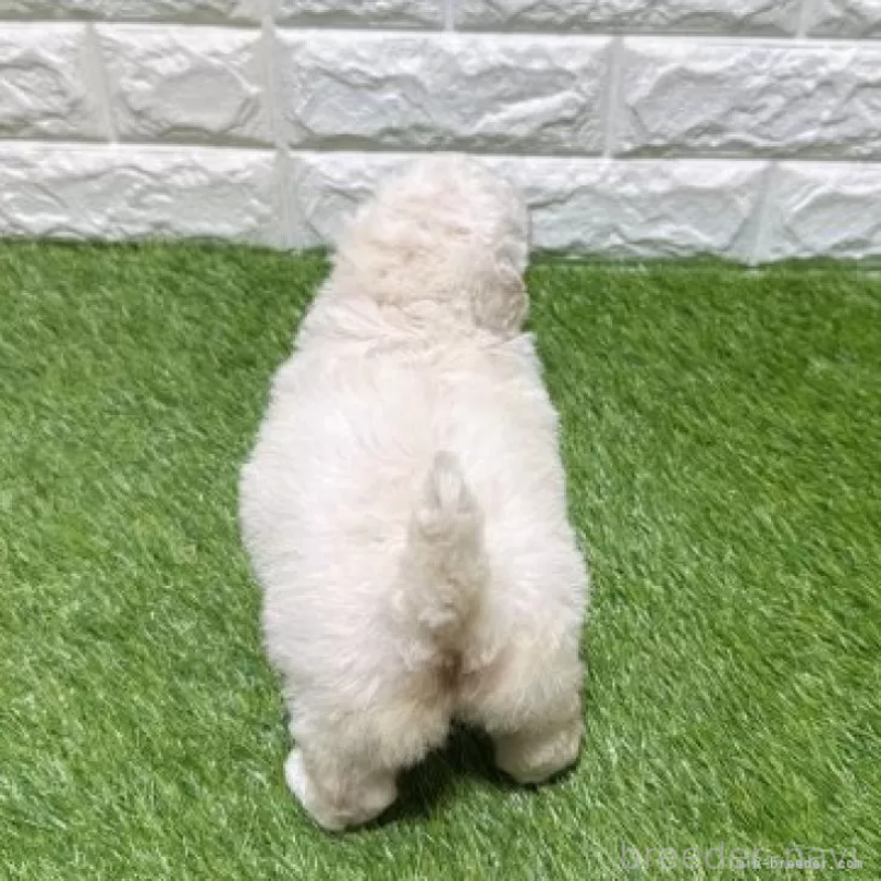 販売中の愛知県のトイプードル-455817の2枚目