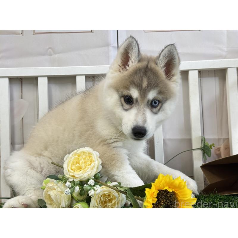 成約済の茨城県のシベリアンハスキー-446305の3枚目