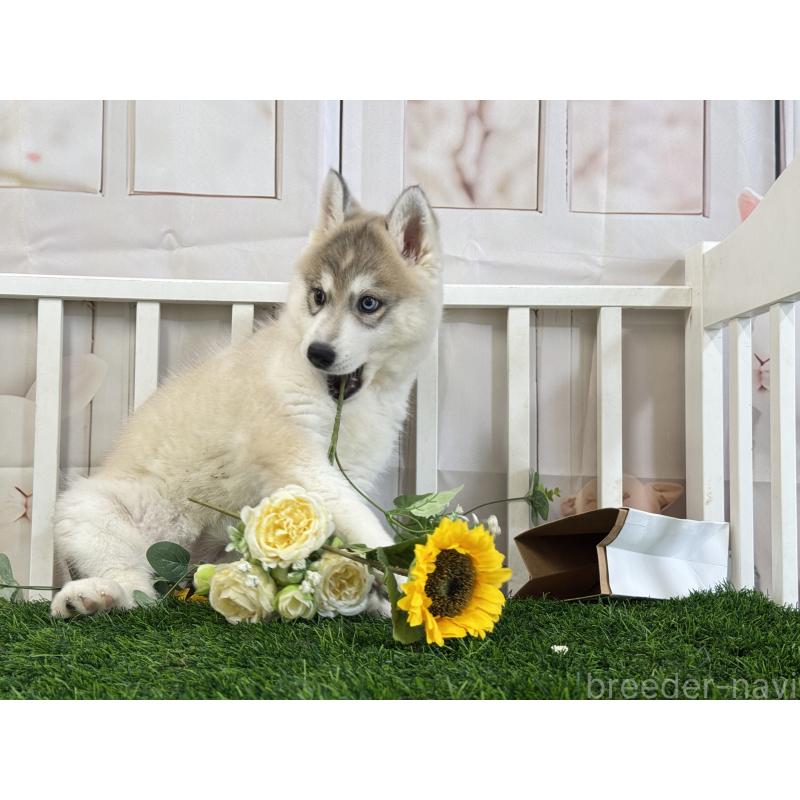 成約済の茨城県のシベリアンハスキー-446305の2枚目