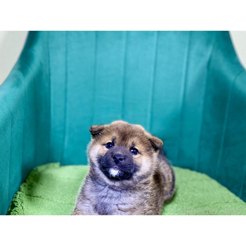 販売中の茨城県の豆柴-455818の3枚目