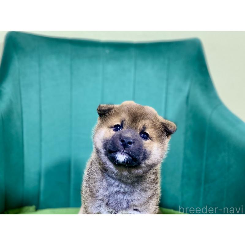 販売中の茨城県の豆柴-455818の2枚目