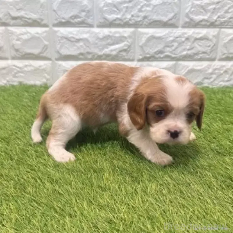 販売中の愛知県のキャバリアキングチャールズスパニエル-455819の6枚目