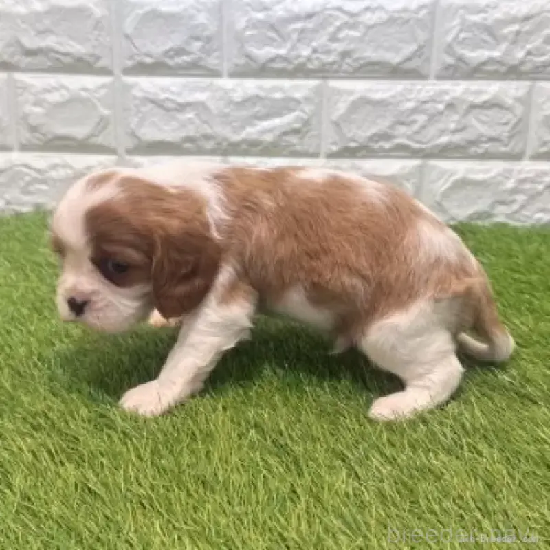 販売中の愛知県のキャバリアキングチャールズスパニエル-455819の5枚目