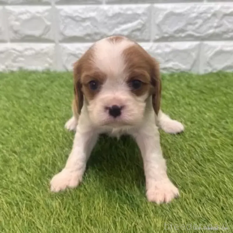 販売中の愛知県のキャバリアキングチャールズスパニエル-455819の4枚目