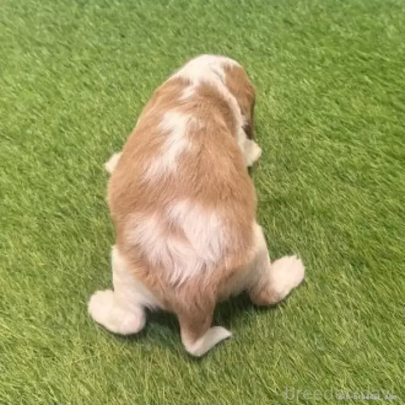 販売中の愛知県のキャバリアキングチャールズスパニエル-455819の3枚目