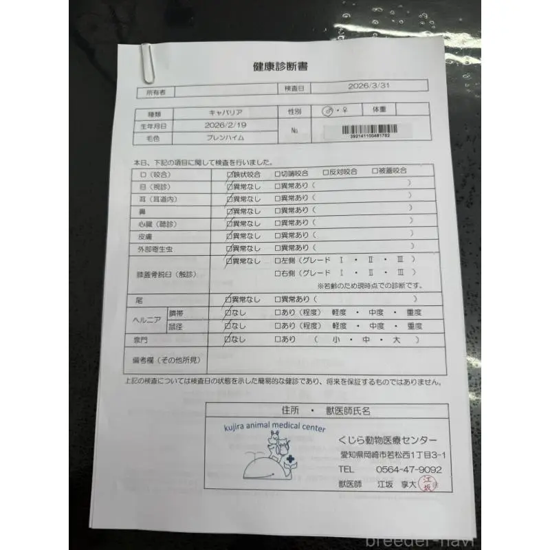 販売中の愛知県のキャバリアキングチャールズスパニエル-455819の2枚目