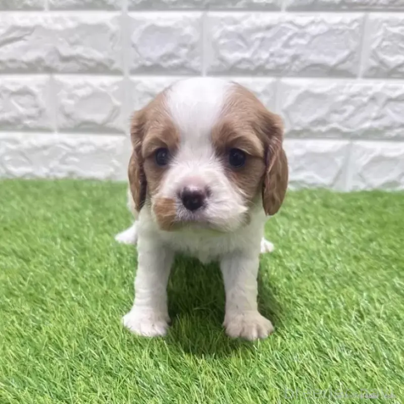 ♂︎キャバリアキングチャールズスパニエル