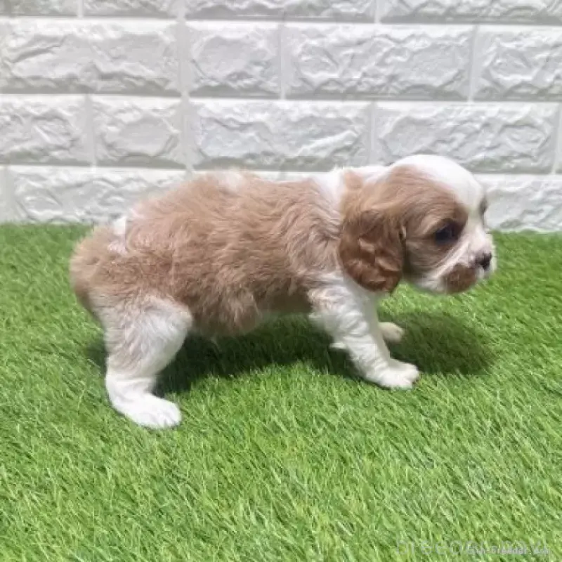 販売中の愛知県のキャバリアキングチャールズスパニエル-455821の6枚目