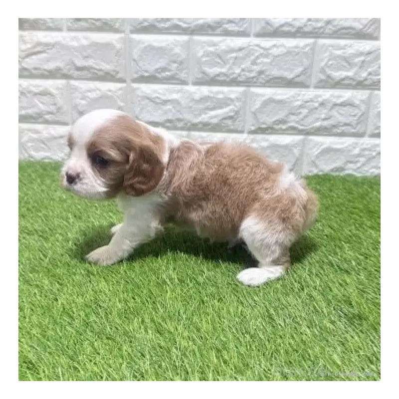 販売中の愛知県のキャバリアキングチャールズスパニエル-455821の5枚目