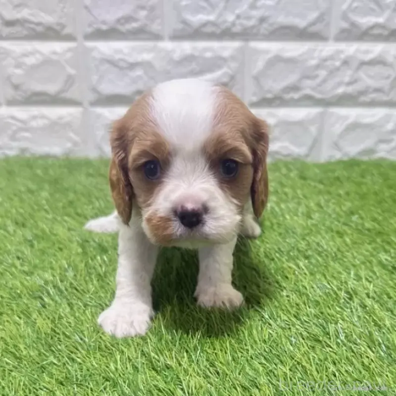 販売中の愛知県のキャバリアキングチャールズスパニエル-455821の4枚目