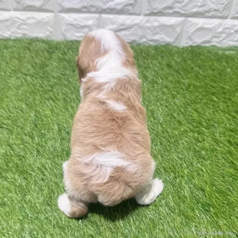 販売中の愛知県のキャバリアキングチャールズスパニエル-455821の3枚目