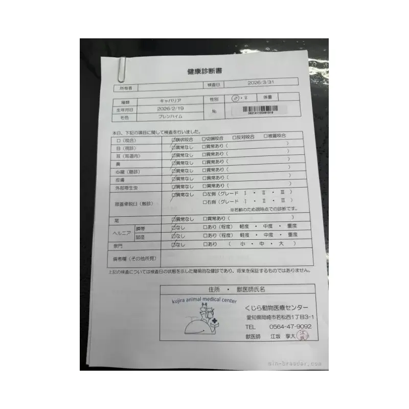 販売中の愛知県のキャバリアキングチャールズスパニエル-455821の2枚目