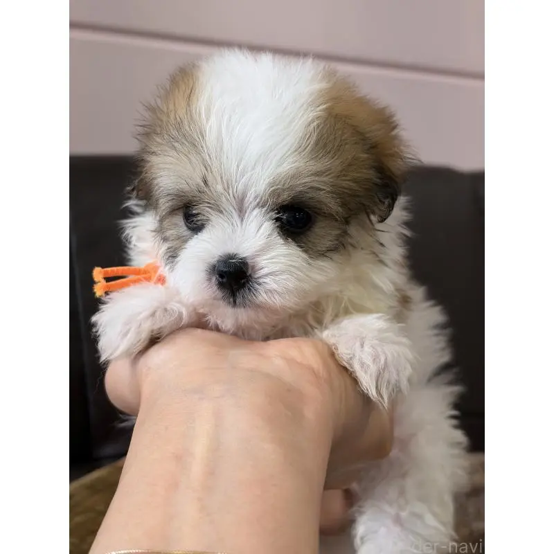 販売中の滋賀県のミックス犬-455820の5枚目