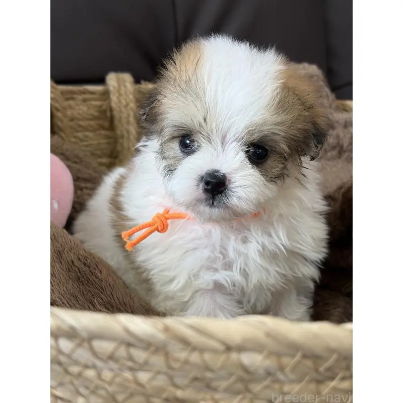 販売中の滋賀県のミックス犬-455820の4枚目