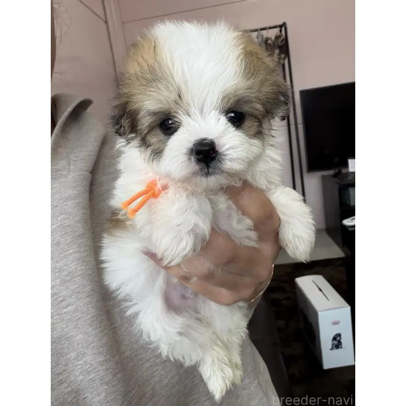 販売中の滋賀県のミックス犬-455820の3枚目