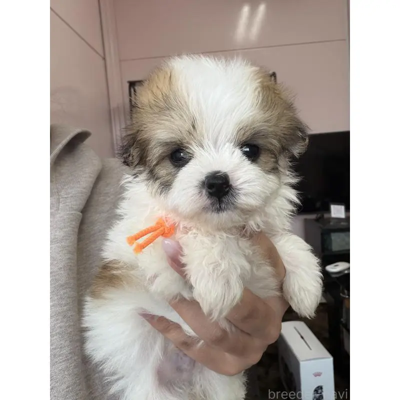 販売中の滋賀県のミックス犬-455820の2枚目