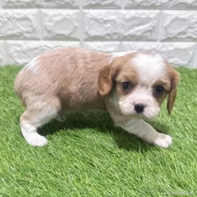販売中の愛知県のキャバリアキングチャールズスパニエル-455822の6枚目
