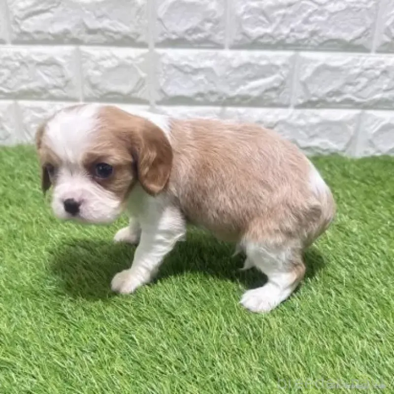 販売中の愛知県のキャバリアキングチャールズスパニエル-455822の5枚目