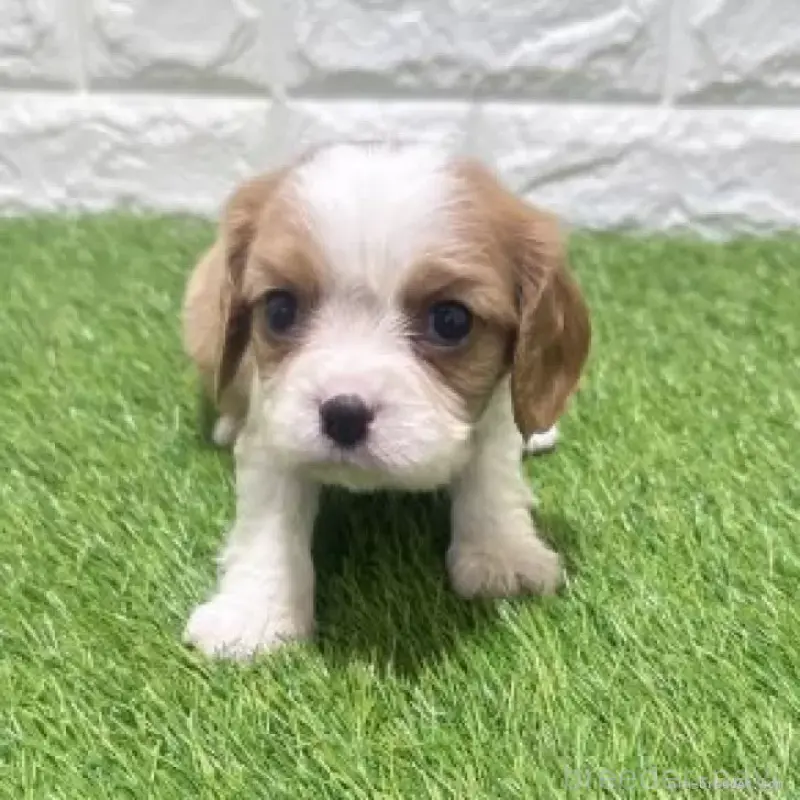 販売中の愛知県のキャバリアキングチャールズスパニエル-455822の4枚目