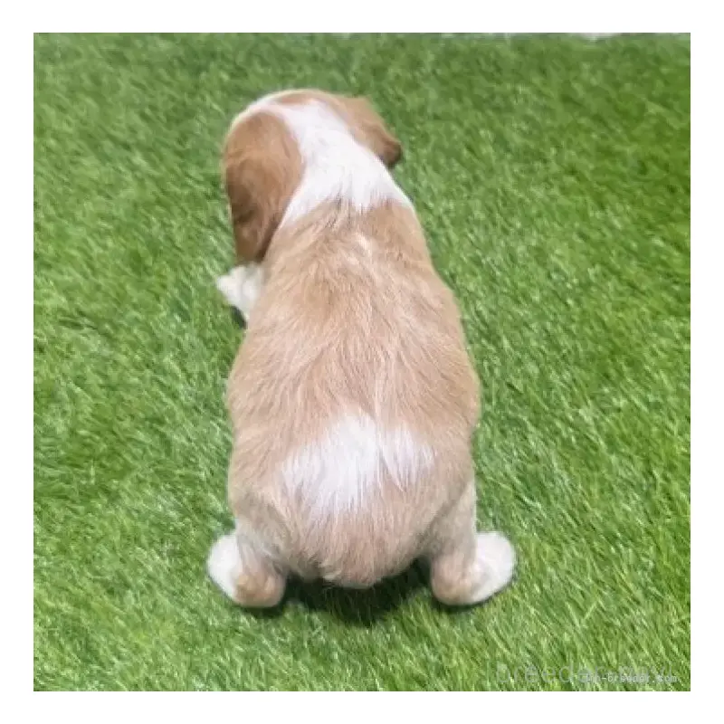 販売中の愛知県のキャバリアキングチャールズスパニエル-455822の3枚目