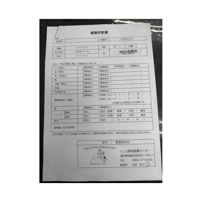 販売中の愛知県のキャバリアキングチャールズスパニエル-455822の2枚目