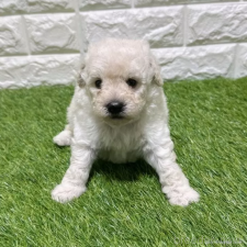 ♀︎トイプードル