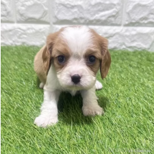 ♀︎キャバリアキングチャールズスパニエル