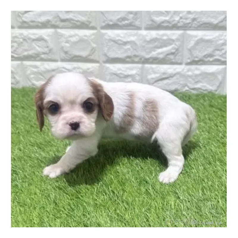販売中の愛知県のキャバリアキングチャールズスパニエル-455823の6枚目