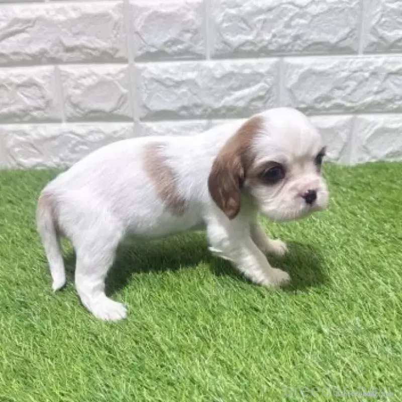 販売中の愛知県のキャバリアキングチャールズスパニエル-455823の5枚目