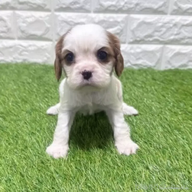 販売中の愛知県のキャバリアキングチャールズスパニエル-455823の4枚目