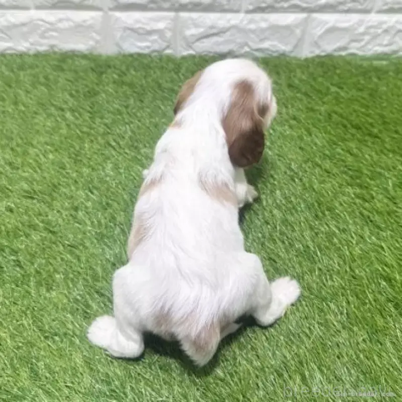 販売中の愛知県のキャバリアキングチャールズスパニエル-455823の3枚目