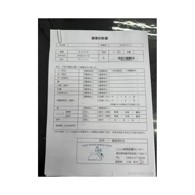 販売中の愛知県のキャバリアキングチャールズスパニエル-455823の2枚目